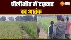 खूंखार टाइगर से लाठी डंडे लेकर भिड़ गए गांव वाले, खेत में दिखा बाघ से जंग