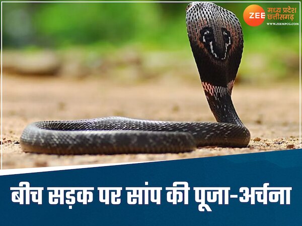 सड़क पर अचानक से निकला सांप, लोगों ने घेरकर नारियल-अगरबत्ती से की पूजा, पैसे भी चढ़ाए