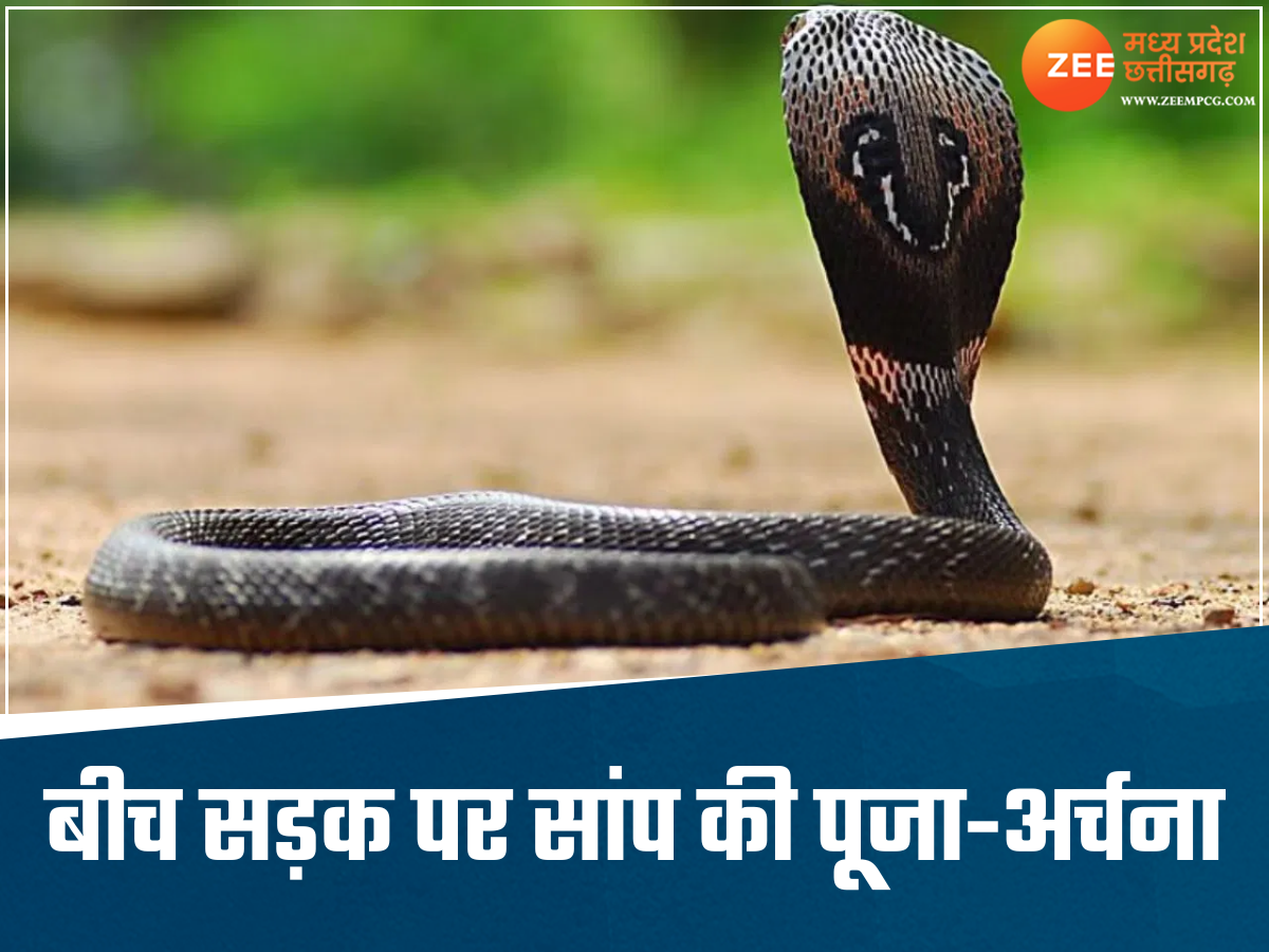 सड़क पर अचानक से निकला सांप, लोगों ने घेरकर नारियल-अगरबत्ती से की पूजा, पैसे भी चढ़ाए सड़क पर अचानक से निकला सांप, लोगों ने घेरकर नारियल-अगरबत्ती से की पूजा, पैसे भी चढ़ाए