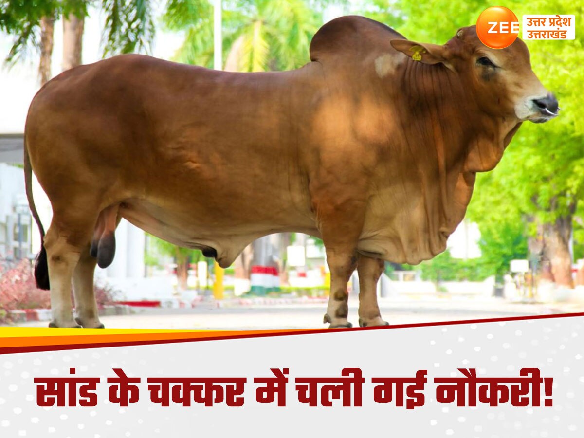 Varanasi News: सांड ने ले ली 14 कर्मचारियों को नौकरी,‌ वाराणसी में सीएम योगी के दौरे के बाद गिरी गाज