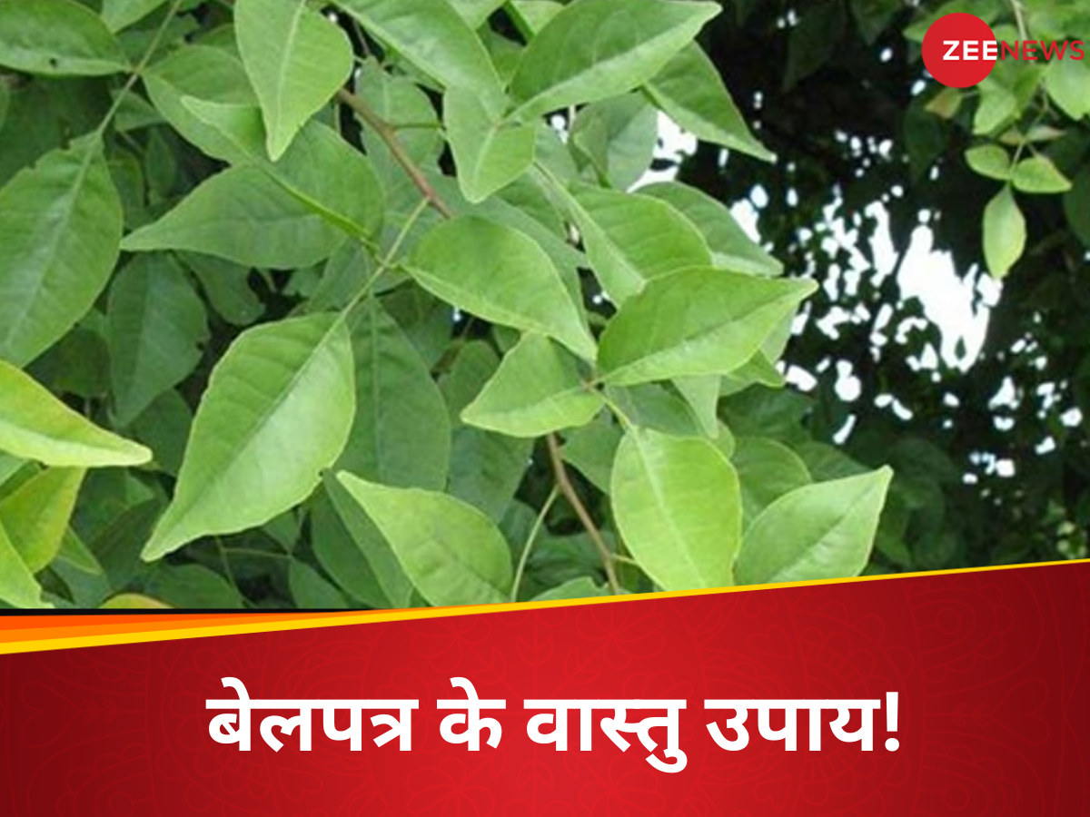 vastu tips Bel Patra tree can attract money know its Importance | Vastu ...