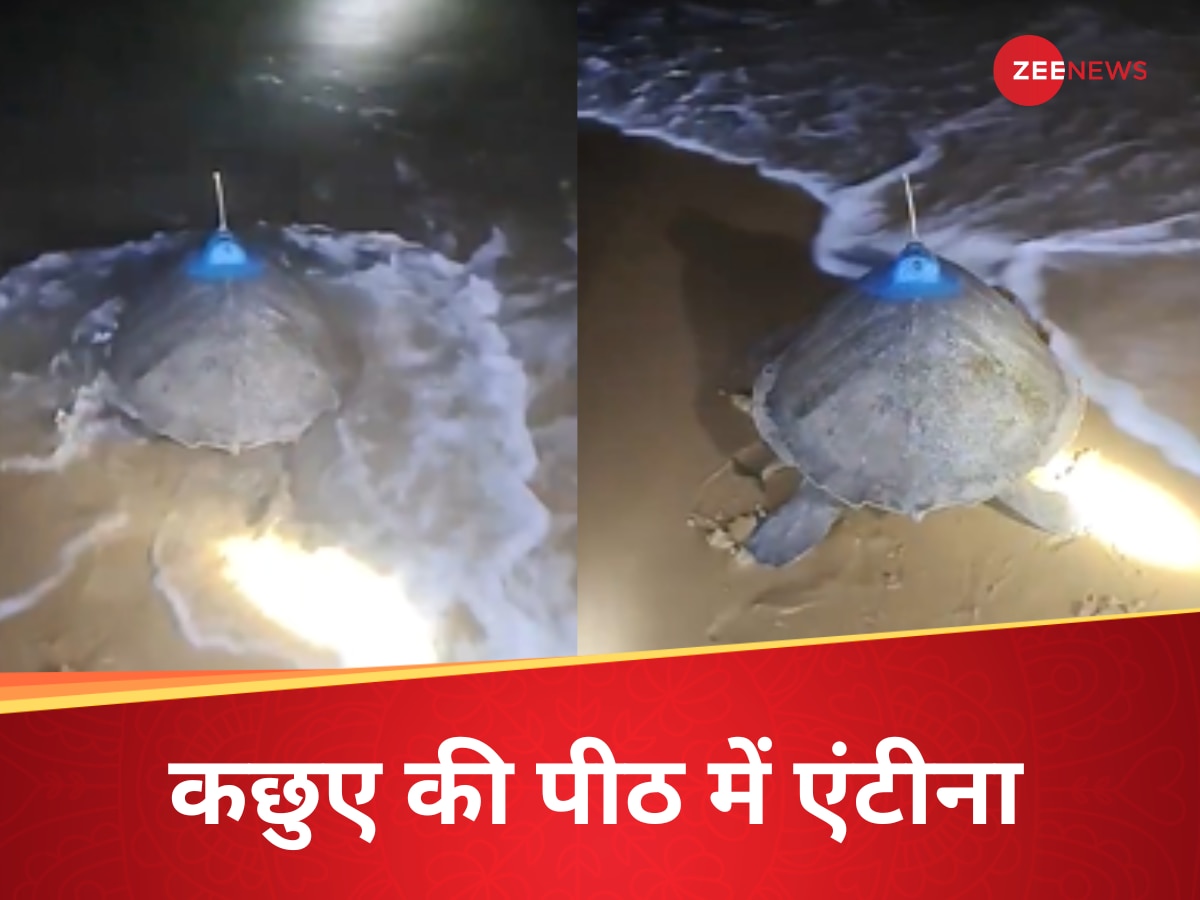 VIDEO: ओडिशा के समुद्र में पीठ पर सैटेलाइट का एंटीना लेकर क्यों घूम रहे कछुए? अंधेरे में कैद हुआ नजारा  