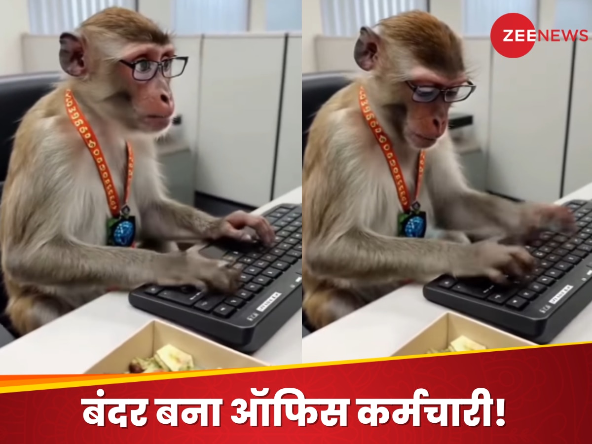 Monkey seen operating computer in office people shocked to see typing ...