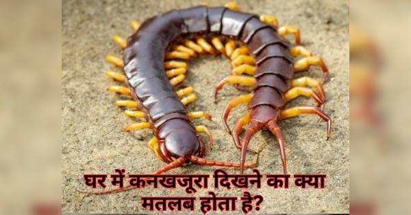 Is it good to see centipedes in a house | Is centipede good or bad luck ...