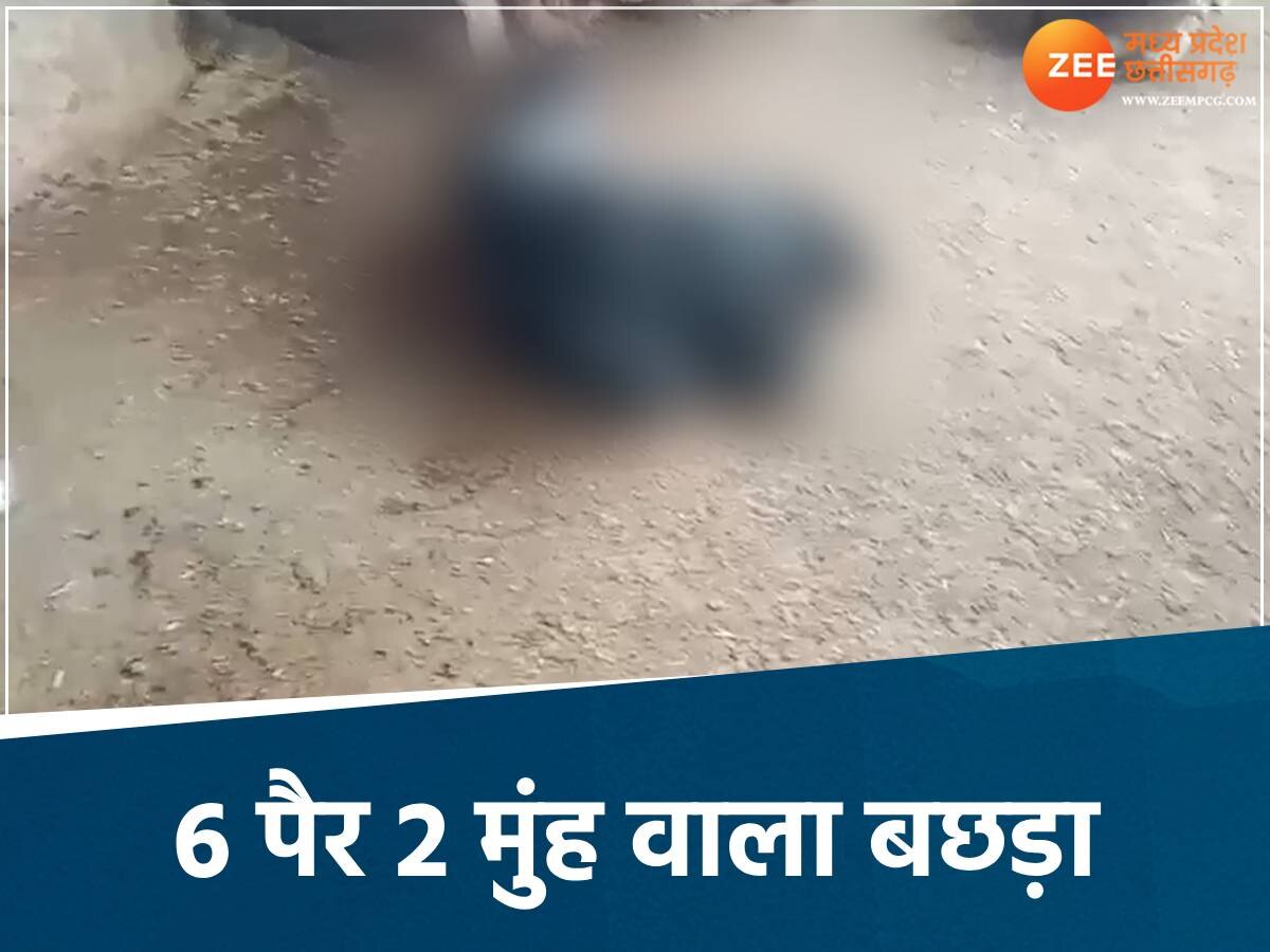 मध्य प्रदेश में भैंस ने दिया अनोखे बछड़े को जन्म 