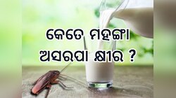 Cockroach Milk: ଯେଉଁଠି ଅସରପା ଦିଅନ୍ତି ନାହିଁ ଅଣ୍ଡା, କ୍ଷୀର ହୋଇଯାଏ ଅମୂଲ ମୂଲ 