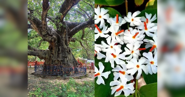 Parijat Night flowering jasmine Usefulness in Migraine Cough Cold Fever ...