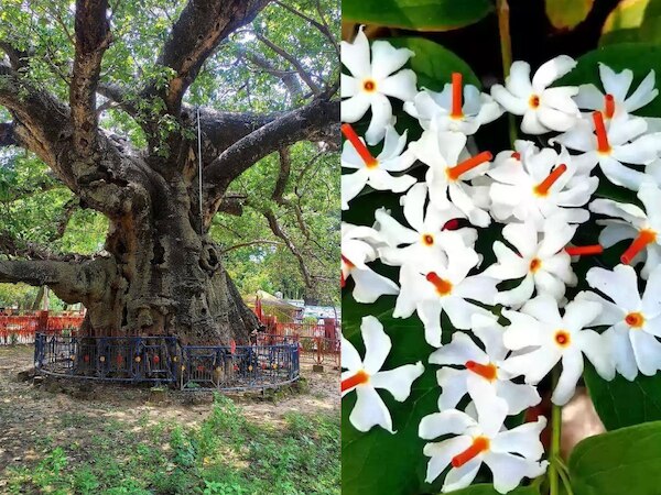 Parijat Night flowering jasmine Usefulness in Migraine Cough Cold Fever ...