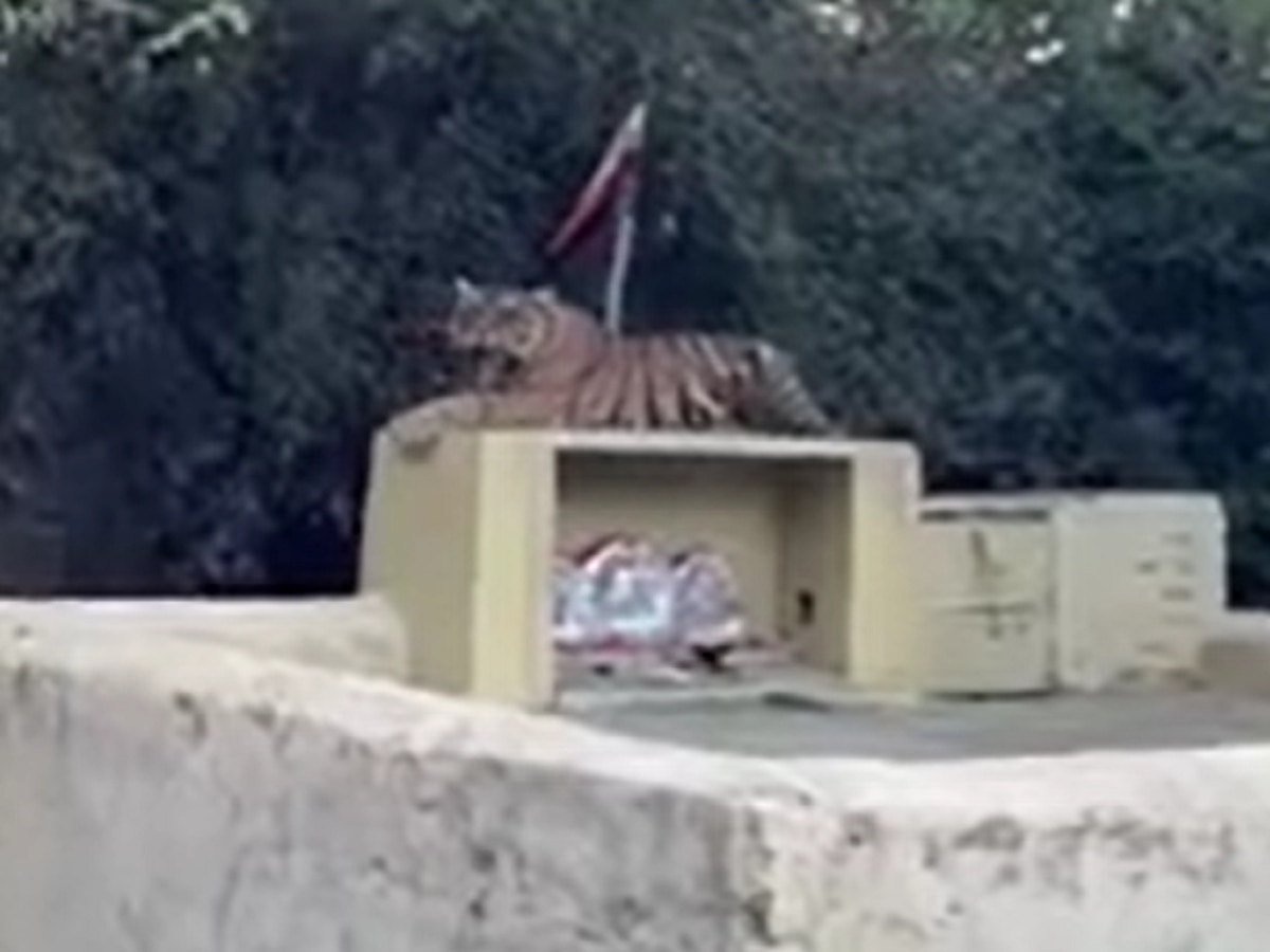 Sawai Madhopur News: नवरात्र से पूर्व माता के दरबार में पहुंचा उनका वाहन, सोशल मीडिया पर तेजी से Viral हो रहा वीडियो