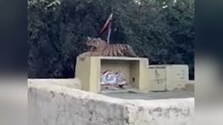 नवरात्र से पूर्व माता के दरबार में पहुंचा उनका वाहन, सोशल मीडिया पर Video वायरल