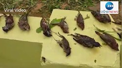 Video: କୁଆପଥର ମାଡ଼ରେ ଅନେକ ଘରଚଟିଆ ମୃତ