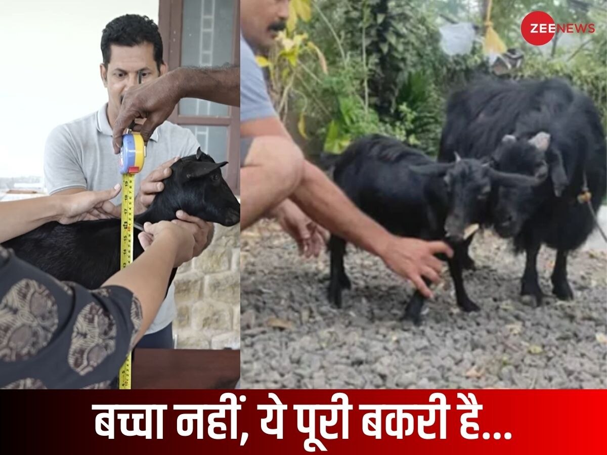 एक स्केल जितनी है दुनिया की सबसे छोटी बकरी, आपने देखी क्या? गिनीज बुक में दर्ज हुआ रिकॉर्ड