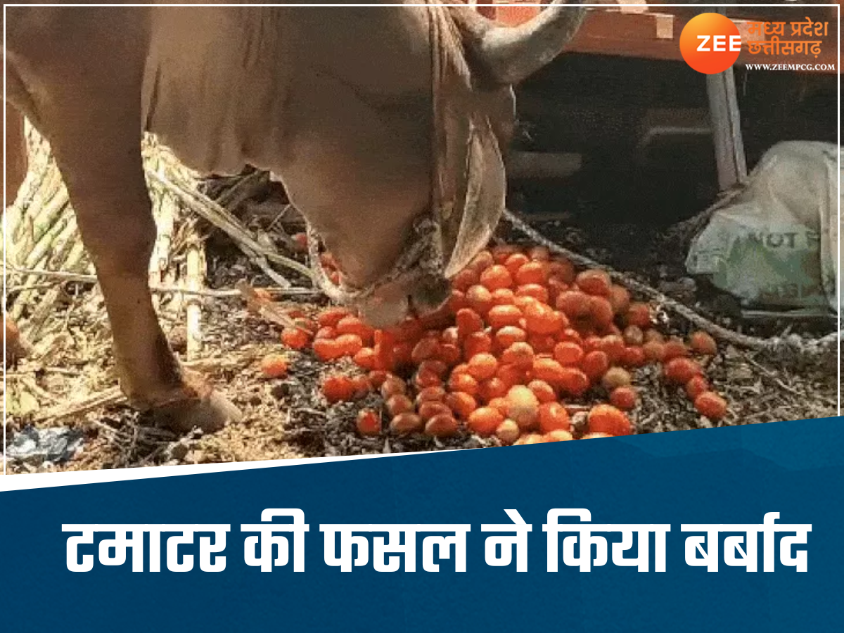 जिस फसल पर खर्च किए लाखों, वो बिक रही है 1 रुपए किलो, मजबूरी में जानवरों को खिला रहे किसान जिस फसल पर खर्च किए लाखों, वो बिक रही है 1 रुपए किलो, मजबूरी में जानवरों को खिला रहे किसान