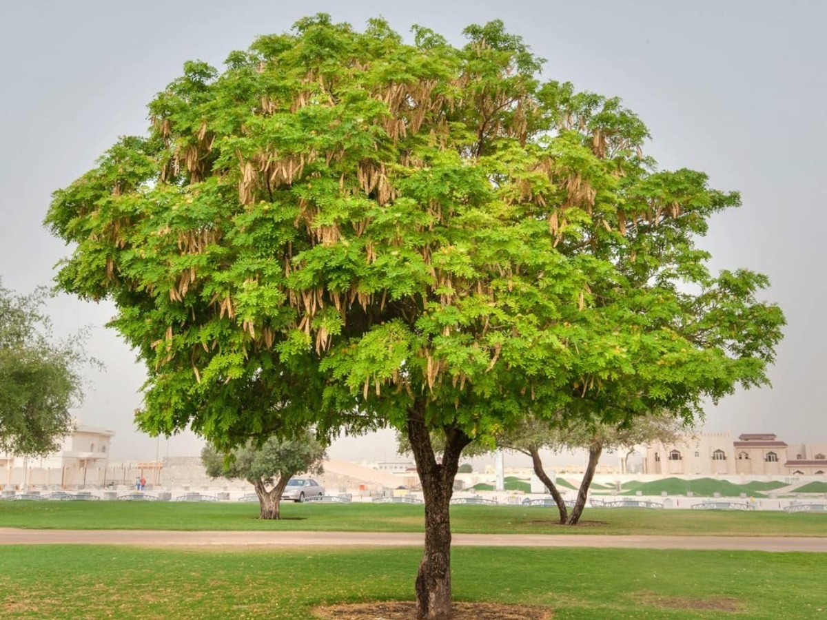 Shrian Tree One tree can cure migraine eye irritation and toothache know magical ...
