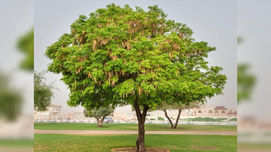 One tree can cure migraine eye irritation and toothache know magical ...