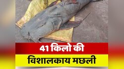विशालकाय कैटफिश को देखने लोगों में कौतूहल! क्या आपने देखी है कभी ऐसी मछली?
