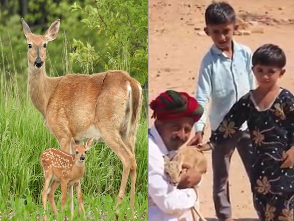 हिरन को खा गया शेर, तो जमालदीन ने उसके बच्चे को पांच माह तक बेटों की तरह पाला  