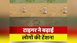 Bettiah Tiger Video: बाप रे बाप! खेलुआम घूम रहा टाइगर, डर के साए में जी रहे लोग