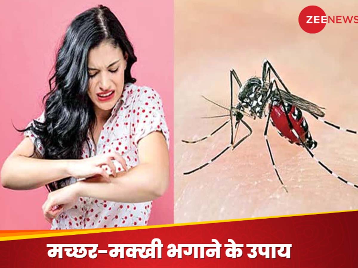 Machhar Insect Machchar Makkhi Bhagane Wale Paudhe what to do to get rid of mosquitoes ...