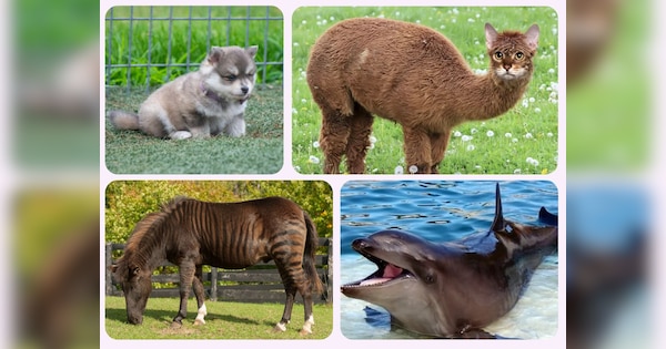 7 animals created by humans hybrid animals made from two different ...