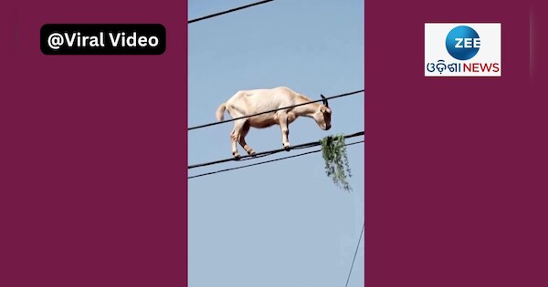 How did goat climb an electric wire Video goes viral