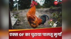 दिल टूटा तो खिसियाए बॉयफ्रेंड ने चुरा डाला एक्स गर्लफ्रेंड का पालतू मुर्गा! Video