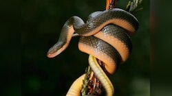 SNAKES हनीमून स्पॉट..यहां साल में एक बार एक साथ होती है 75000 नागों की प्रेम लीला!