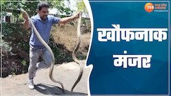 बाप रे बाप! सांपों का ऐसा रेस्क्यू आपने पहले कभी नहीं देखा होगा, घबरा गए लोग