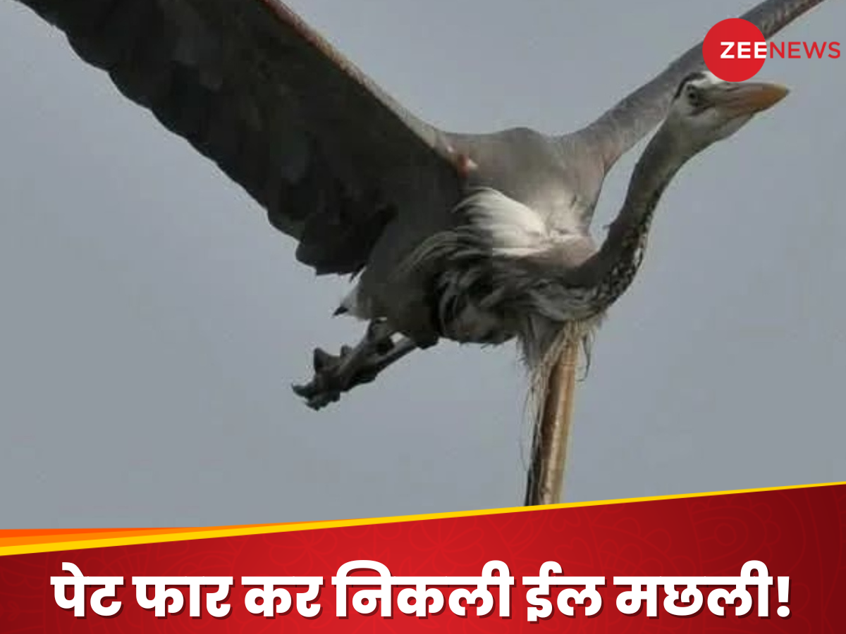 WATCH: आसमान में उड़ते पक्षी का पेट चीरकर निकली ईल मछली, तस्वीर देख हक्के-बक्के हो जाएंगे आप WATCH: आसमान में उड़ते पक्षी का पेट चीरकर निकली ईल मछली, तस्वीर देख हक्के-बक्के हो जाएंगे आप