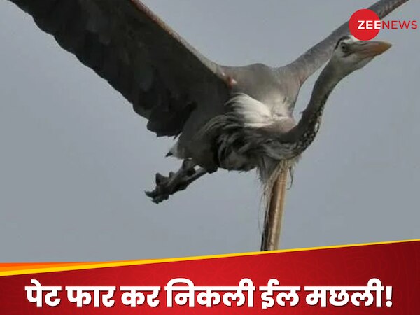 WATCH: आसमान में उड़ते पक्षी का पेट चीरकर निकली ईल मछली, तस्वीर देख हक्के-बक्के हो जाएंगे आप