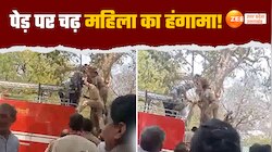 Video:  'कूदकर मर जाऊंगी..' पेड़ पर चढ़ी बुजुर्ग महिला का हंगामा, वीडियो वायरल