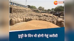 MP के किसानों के लिए काम की खबर, छुट्टी के दिन भी गेहूं खरीदी, आज-कल खुलेंगे केंद्र