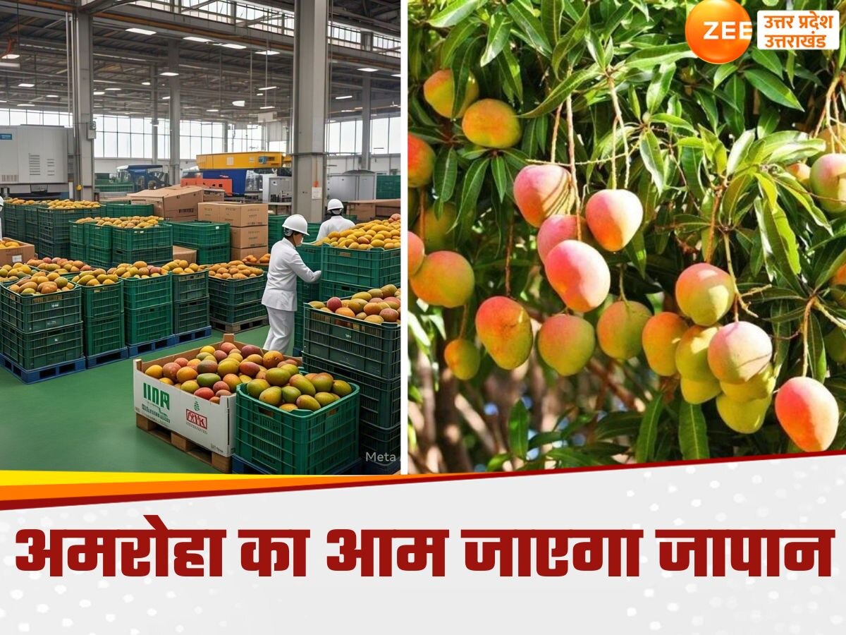 अमरोहा का ये आम यूपी से पांच हजार किमी दूर तहलका मचाएगा, मालामाल होंगे हजारों किसान