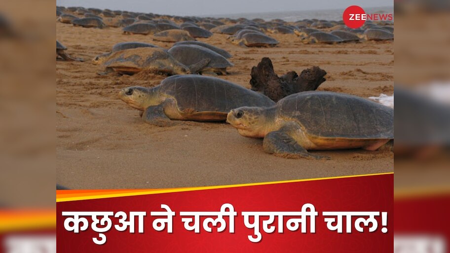 turtle swims 3600 km Odisha to Maharashtra coast in four years Olive ...