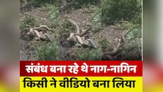 मिलन में लीन था नाग-नागिन का जोड़ा, कर रहे थे अठखेलियां, वीडियो बहुत रोमांटिक
