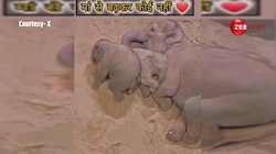 मां के गोद में सुकून से सो गया हथिनी का बच्चा, वीडियो देख लोग कह रहे हैं मां तो मां होती है