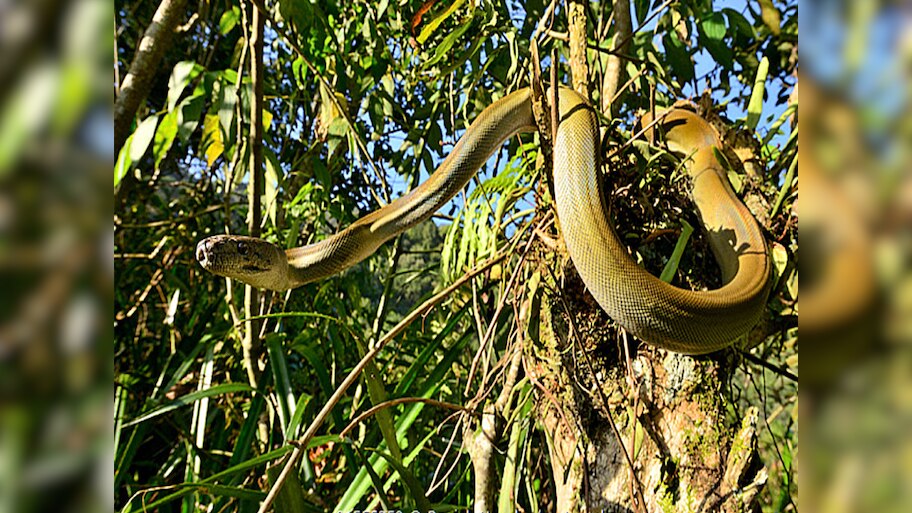 omg Papuan olive python snake with chameleons capabilities viral video ...