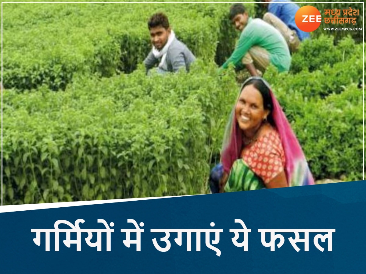 गेहूं के बाद खाली खेतों में उगाएं पिपरमेंट
