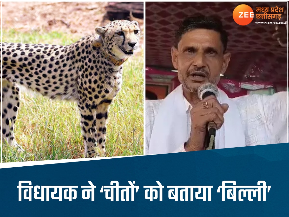 'वो चीता नहीं, बिल्ली है', कांग्रेस विधायक ने कहा-चीतों से शहर परेशान, प्रोजेक्ट को बताया बर्बादी