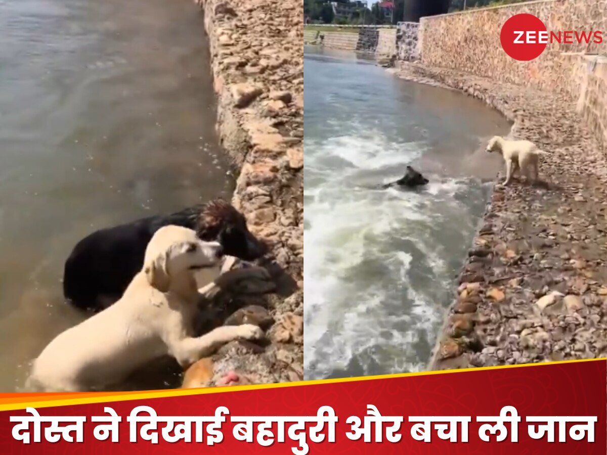 Viral Video Dog Risks Life to Save His Drowning Friend Heartwarming ...