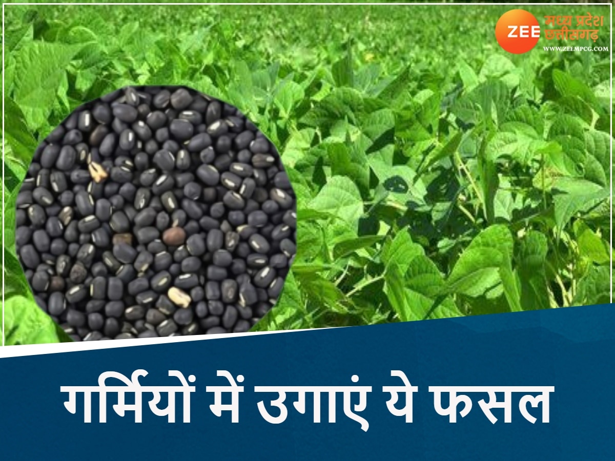  चंबल इलाके में करें उड़द की खेती
