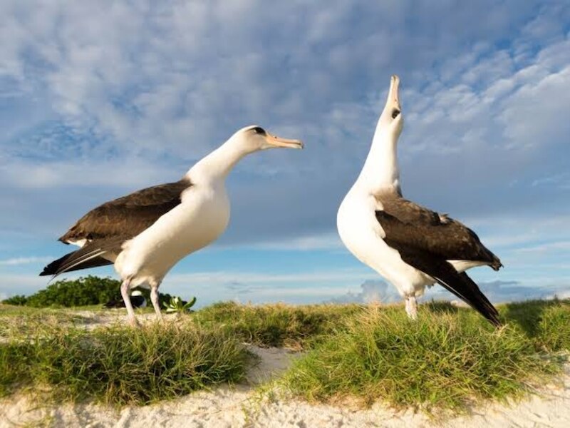 अल्बाट्रॉस (Albatross)