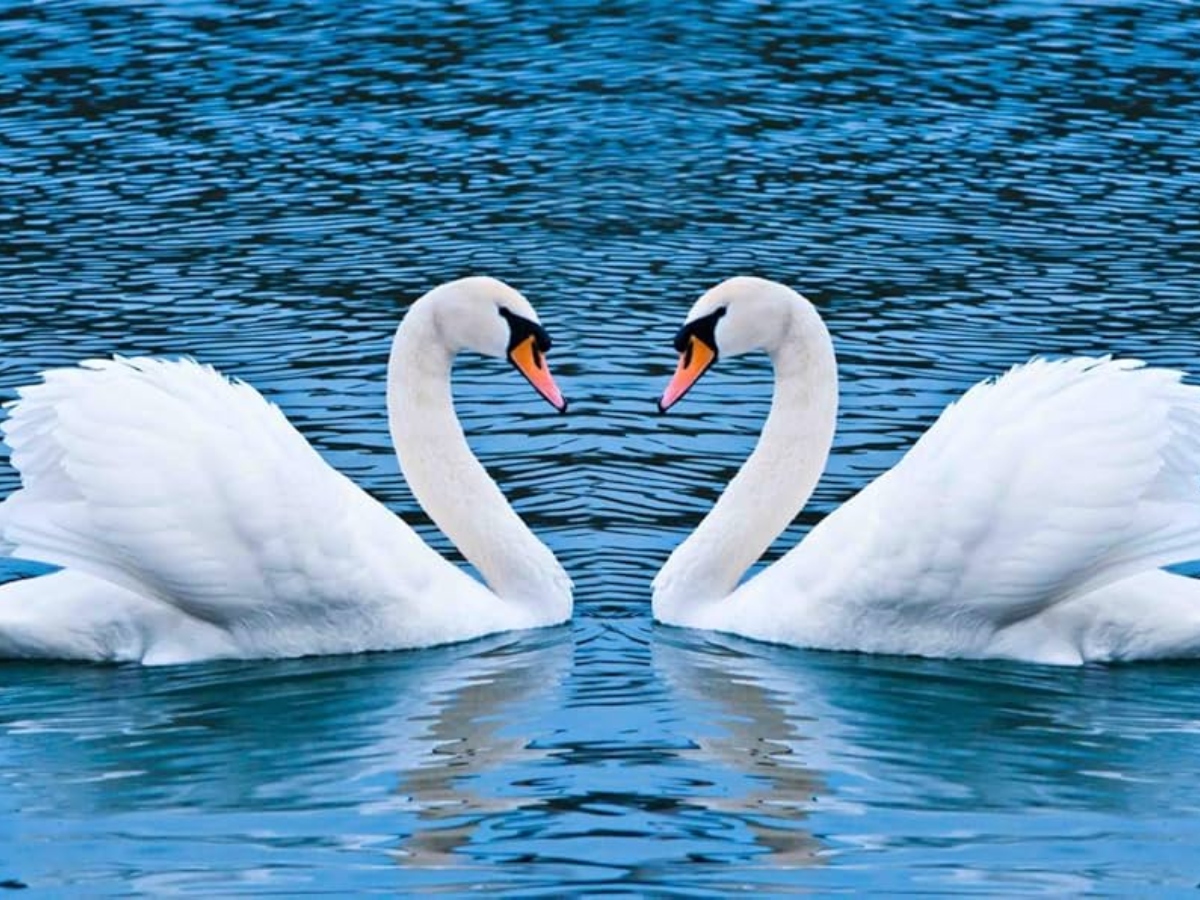 स्वान (Swan)