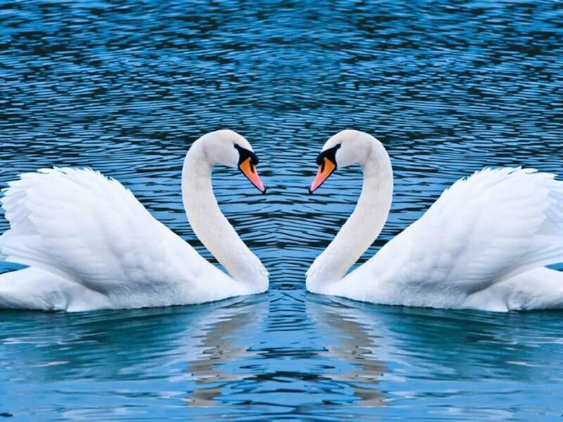 स्वान (Swan)