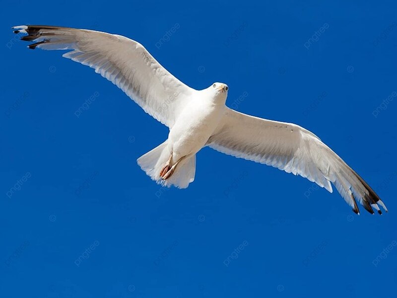 सीगल (Seagull)