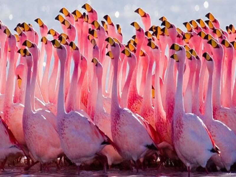 फ्लेमिंगो (Flamingo)
