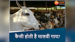  MP की शान है मालवी नस्ल की गाय, एक ब्यात में देती है 1200 लीटर तक दूध
