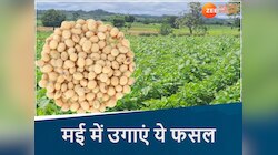 मई महीने में उगाएं सोयाबीन, MP के इस क्षेत्र में होती सबसे ज्यादा खेती, जानें तरीका