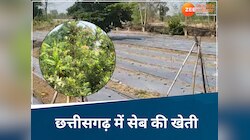 न कश्मीर...न हिमाचल, अब छत्तीसगढ़ में भी उगेगा सेब, 43°C में इस किसान ने लगाई नर्सरी