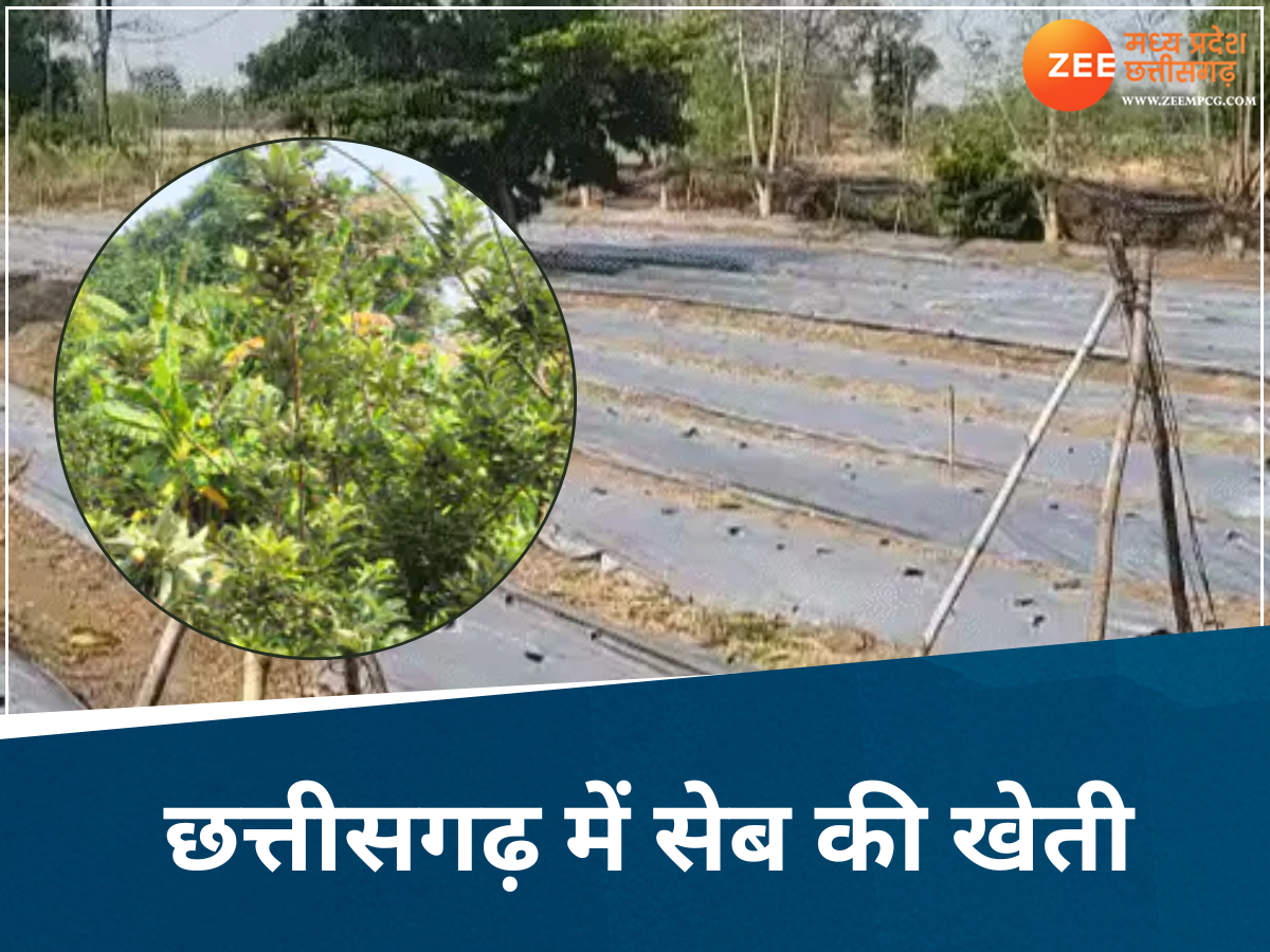 न कश्मीर...न हिमाचल, अब छत्तीसगढ़ में भी उगेगा सेब, 43°C की गर्मी में युवा किसान ने लगाई नर्सरी न कश्मीर...न हिमाचल, अब छत्तीसगढ़ में भी उगेगा सेब, 43°C की गर्मी में युवा किसान ने लगाई नर्सरी